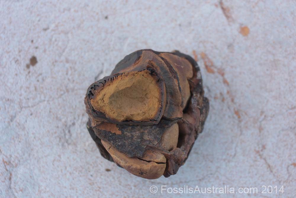 ironstone concretion