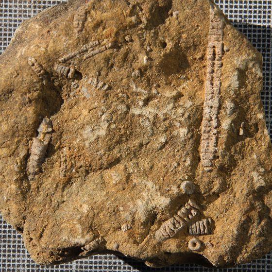 Crinoids