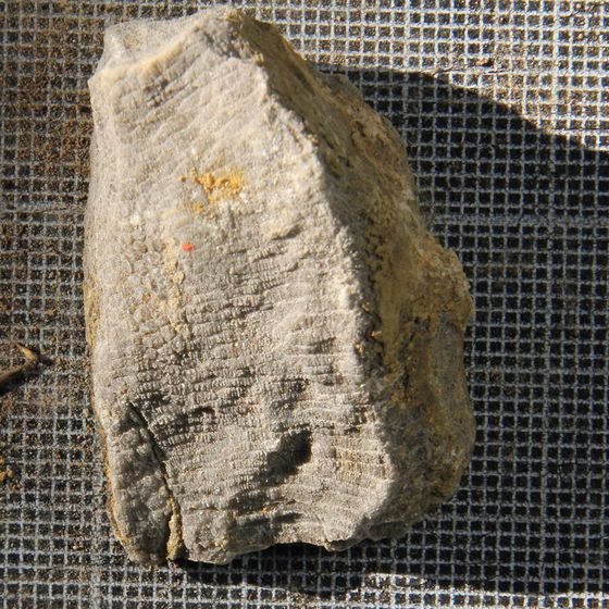 Hexagonaria