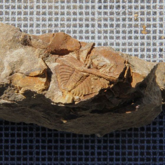 Proteus Trilobite