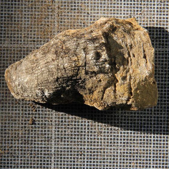 Rugose Coral 9
