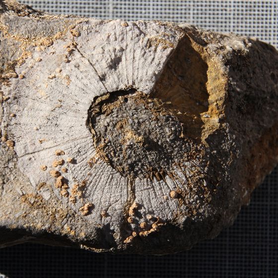 Solitary Rugose Coral