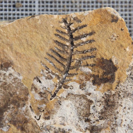 'Penniretepora' Bryozoan
